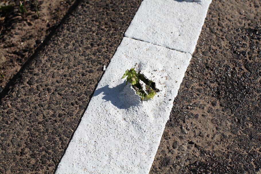 plant, breakthrough, asphalt, power, live, growth, scion, strong HD wallpaper