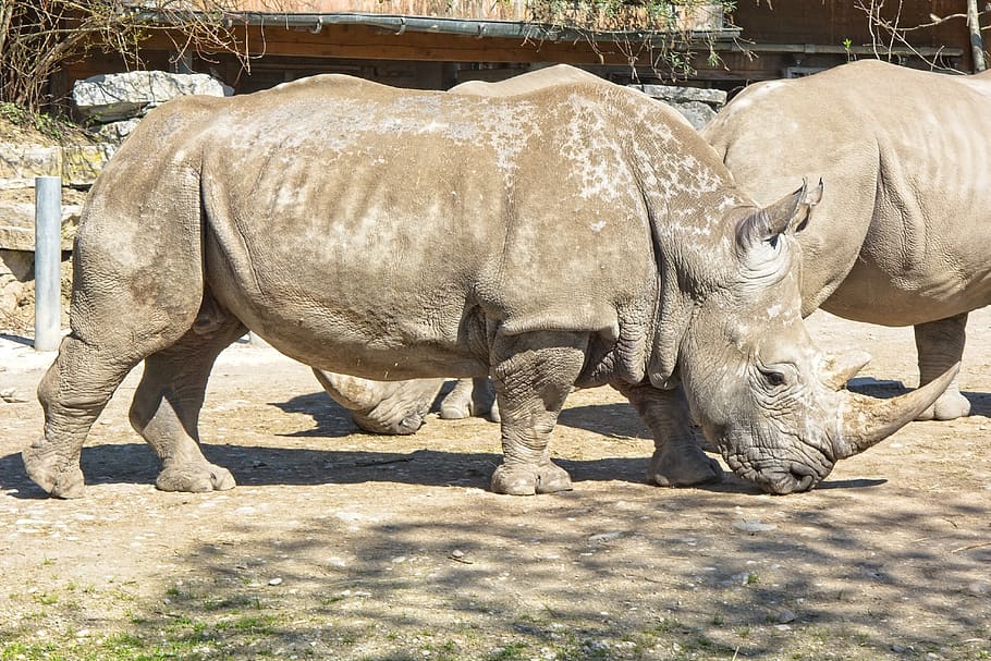 HD wallpaper: rhino, rhinoceros, big game, pachyderm, wild animal ...