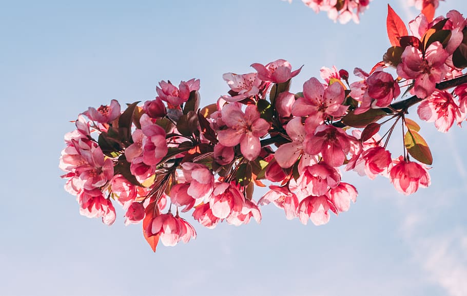 Pink Flower Tree Under Blue Sky, blooming, branch, bright, bud HD wallpaper