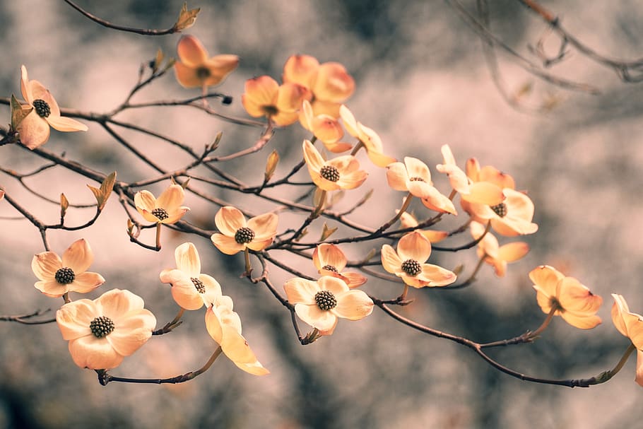 dogwood, spring, bloom, nature, flora, plant, petals, season HD wallpaper