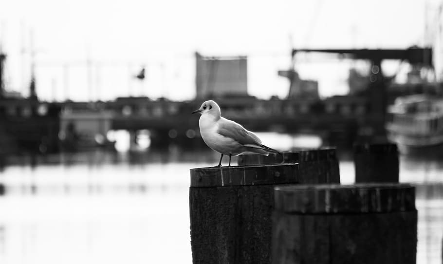 germany, emden, seaside, water, coast, ocean, northsea, b/w HD wallpaper