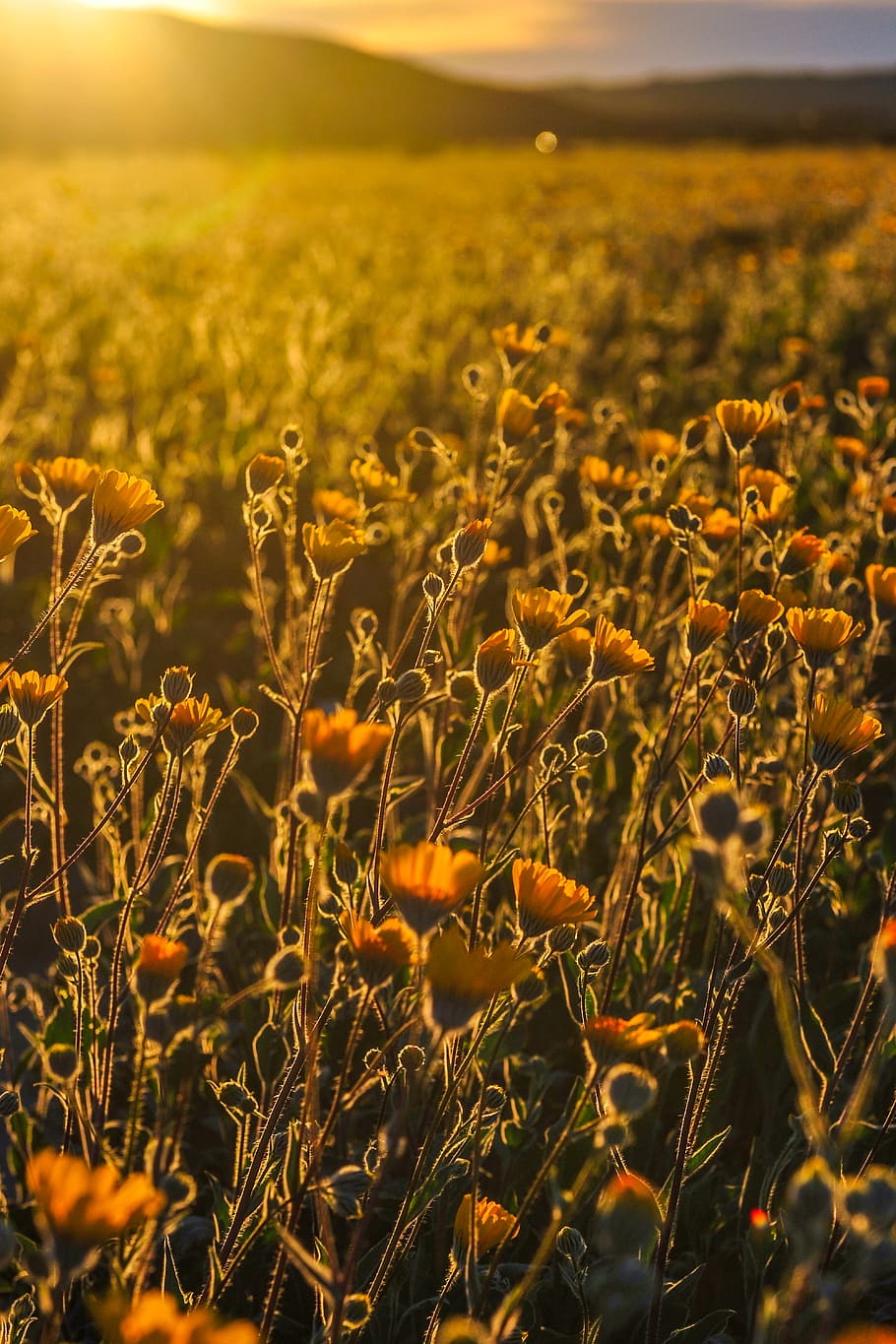 yellow petaled flowers, field, land, plant, growth, beauty in nature HD wallpaper