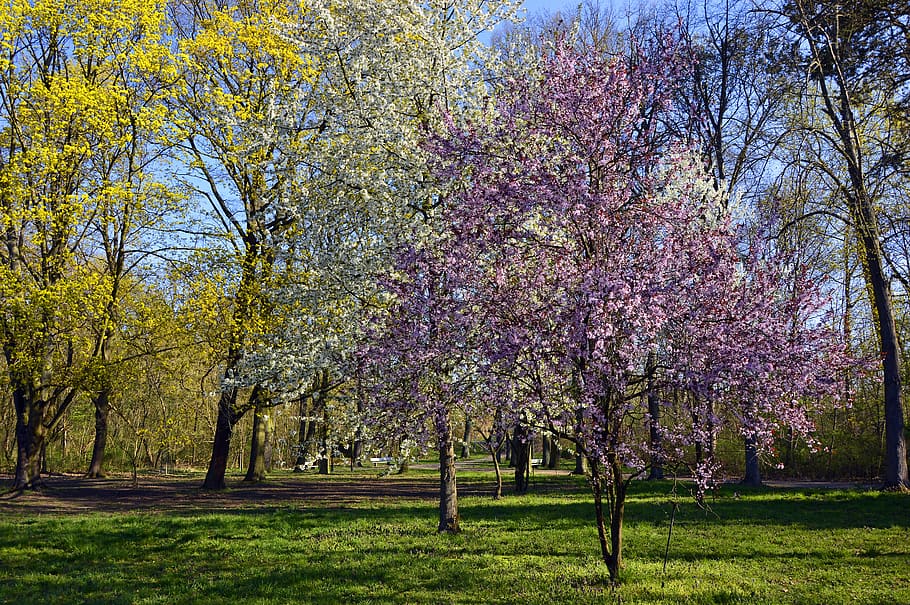 park, deciduous trees, flowers, tree blossoms, spring, lenz HD wallpaper