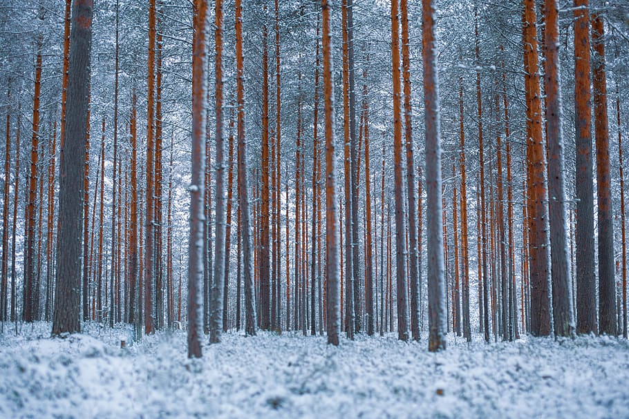 gray tall trees, nature, outdoors, snow, winter, plant, rug, central finland HD wallpaper