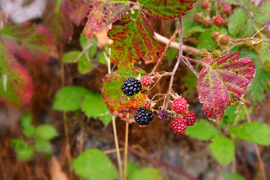 berry, blackberry, fruit, hedge, hedgerow, blackberries, healthy HD wallpaper