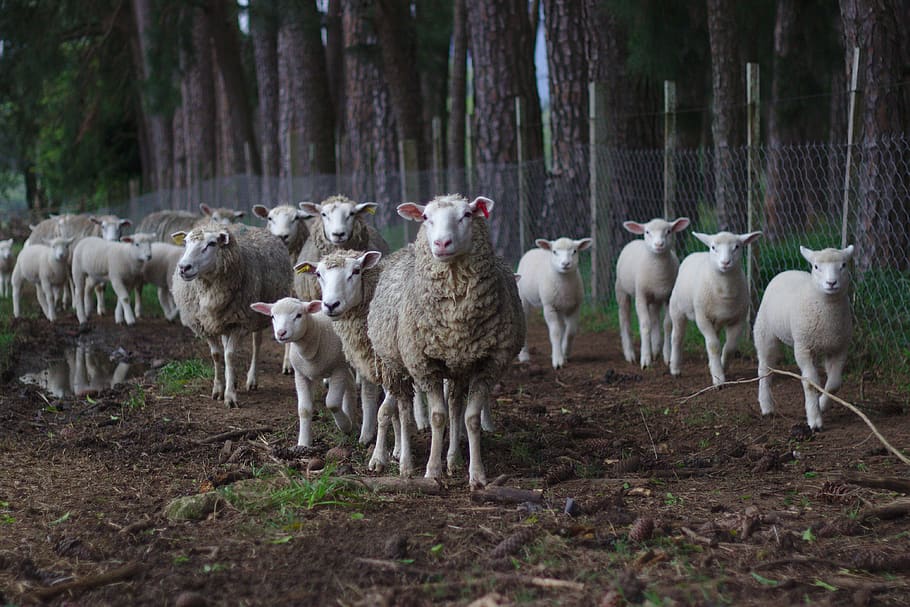 sheep, herd, pasture, flock, animal, meadow, mammal, field HD wallpaper