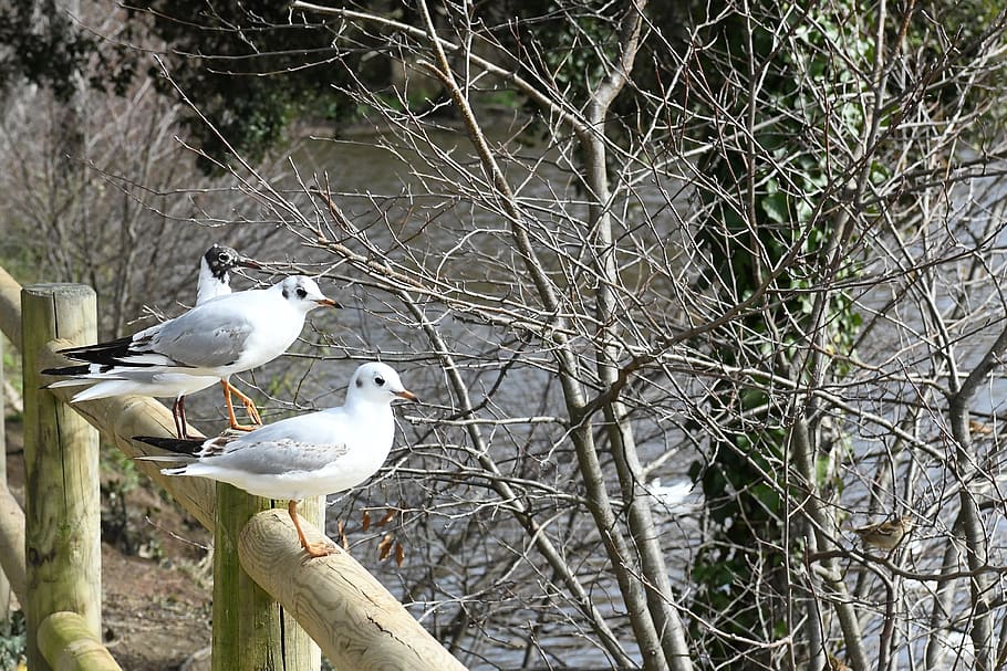 bird, seagull, elizabeth, tern, vertebrate, animal themes, animal wildlife, HD wallpaper