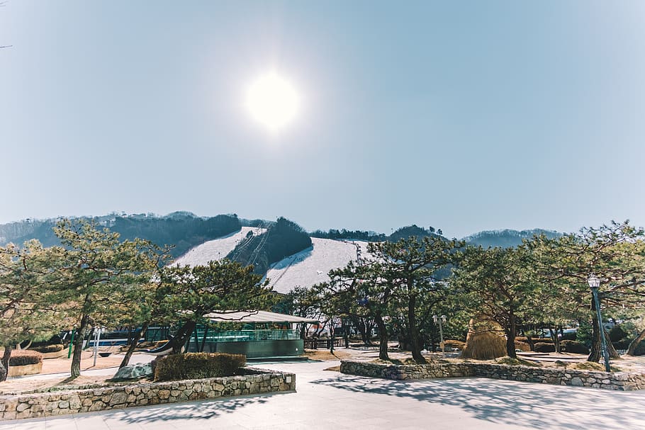 green-leafed trees, nature, outdoors, scenery, hongcheon, south korea HD wallpaper