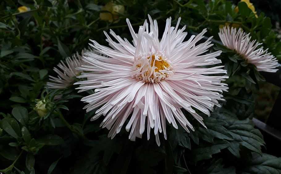 aster, flowers, close up, white, summer meadow, balcony, plant HD wallpaper