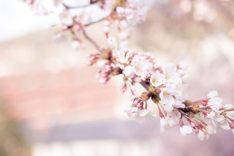 cherry blossom, sakura, flower, tree, prunus, prunus serrulata HD wallpaper
