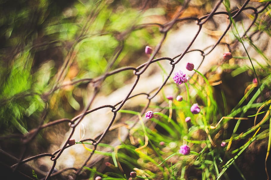 Vintage photo of a beautiful purple flowers, bloom, blooming HD wallpaper