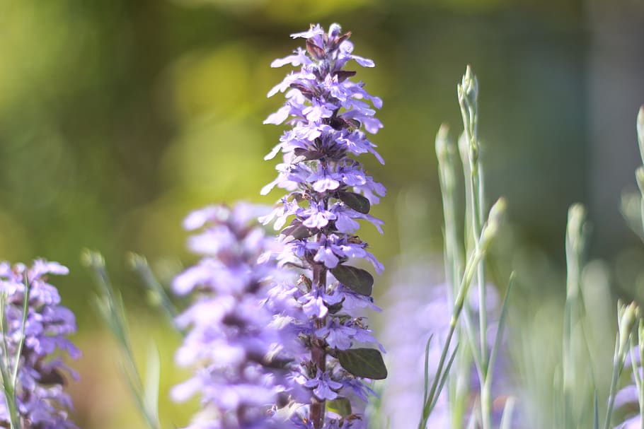 flowers, landscape, natural, flowering plant, vulnerability HD wallpaper