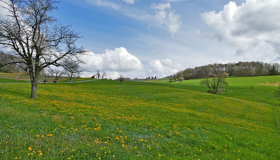 landscape, spring, nature, meadow, trees, flowers, grasses HD wallpaper