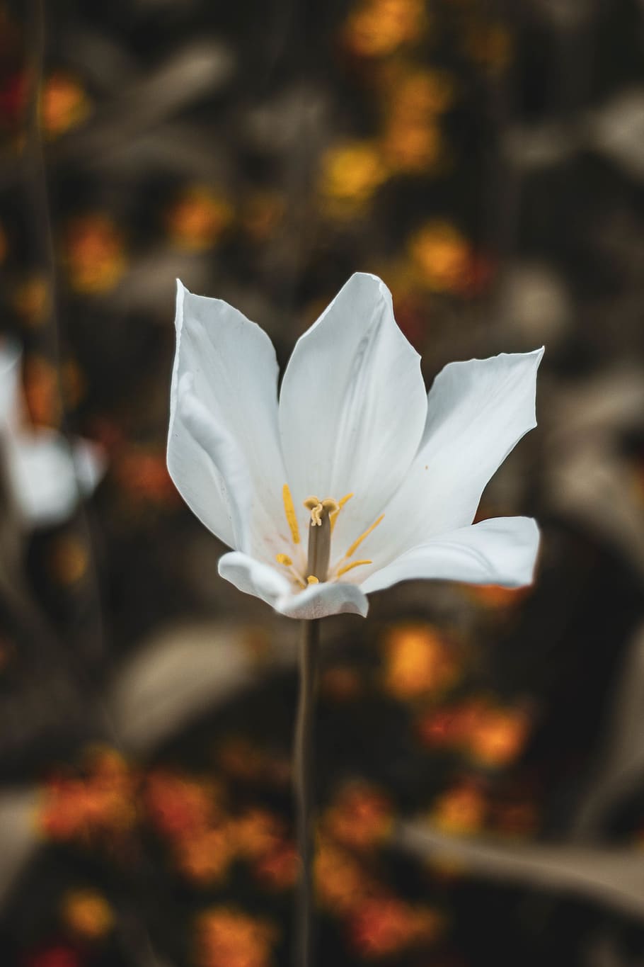 white petaled flower, person, human, people, crocus, flora, plant HD wallpaper
