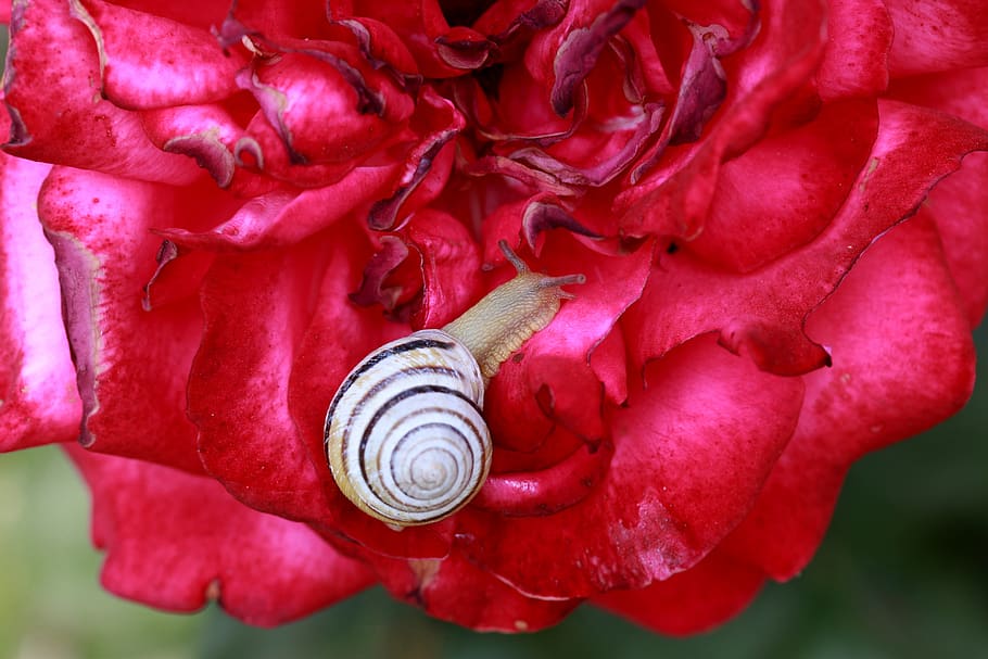 snail, rose, red, shell, nature, supplies, animal wildlife HD wallpaper