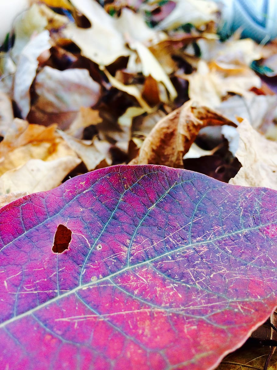 leaves, fall, texture, leaf, plant part, autumn, change, dry HD wallpaper