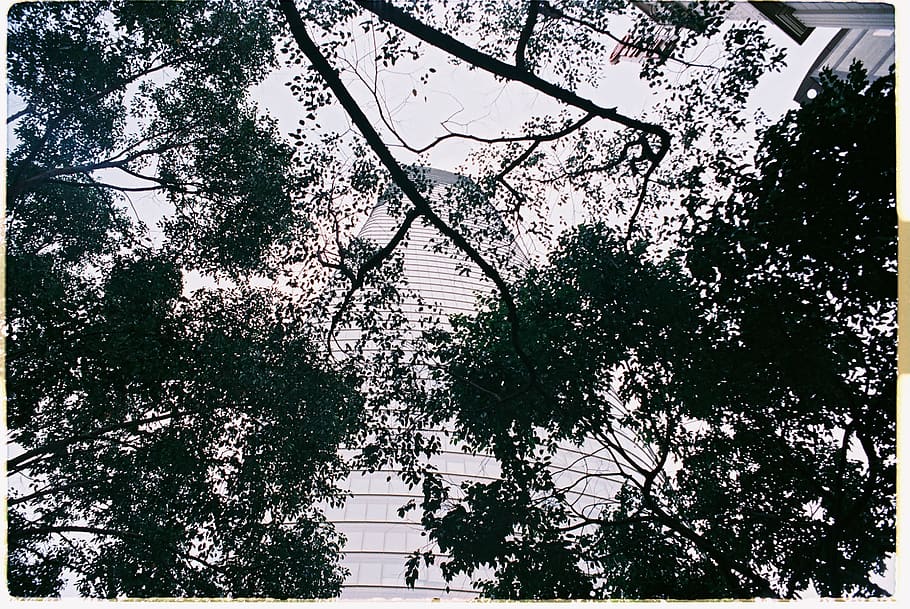 cityscape, tree, saigon, plant, low angle view, built structure HD wallpaper