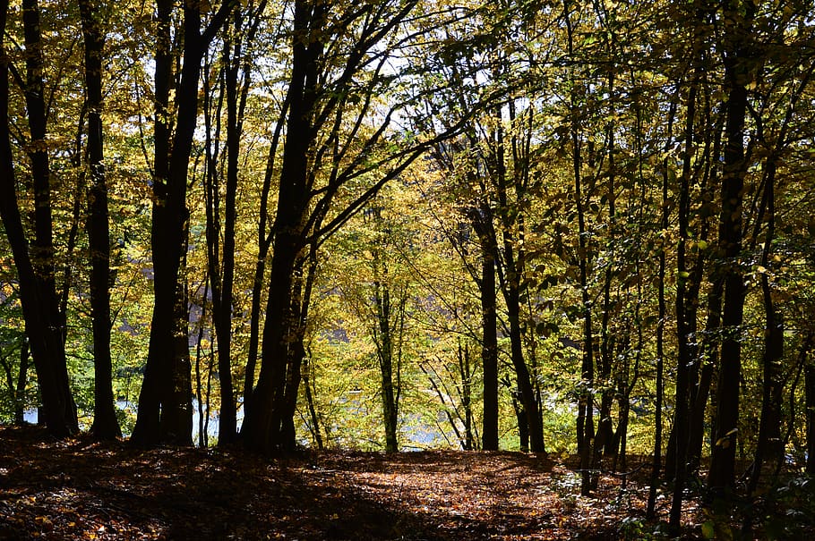 away, trees, landscape, forest path, nature, plant, tranquility HD wallpaper