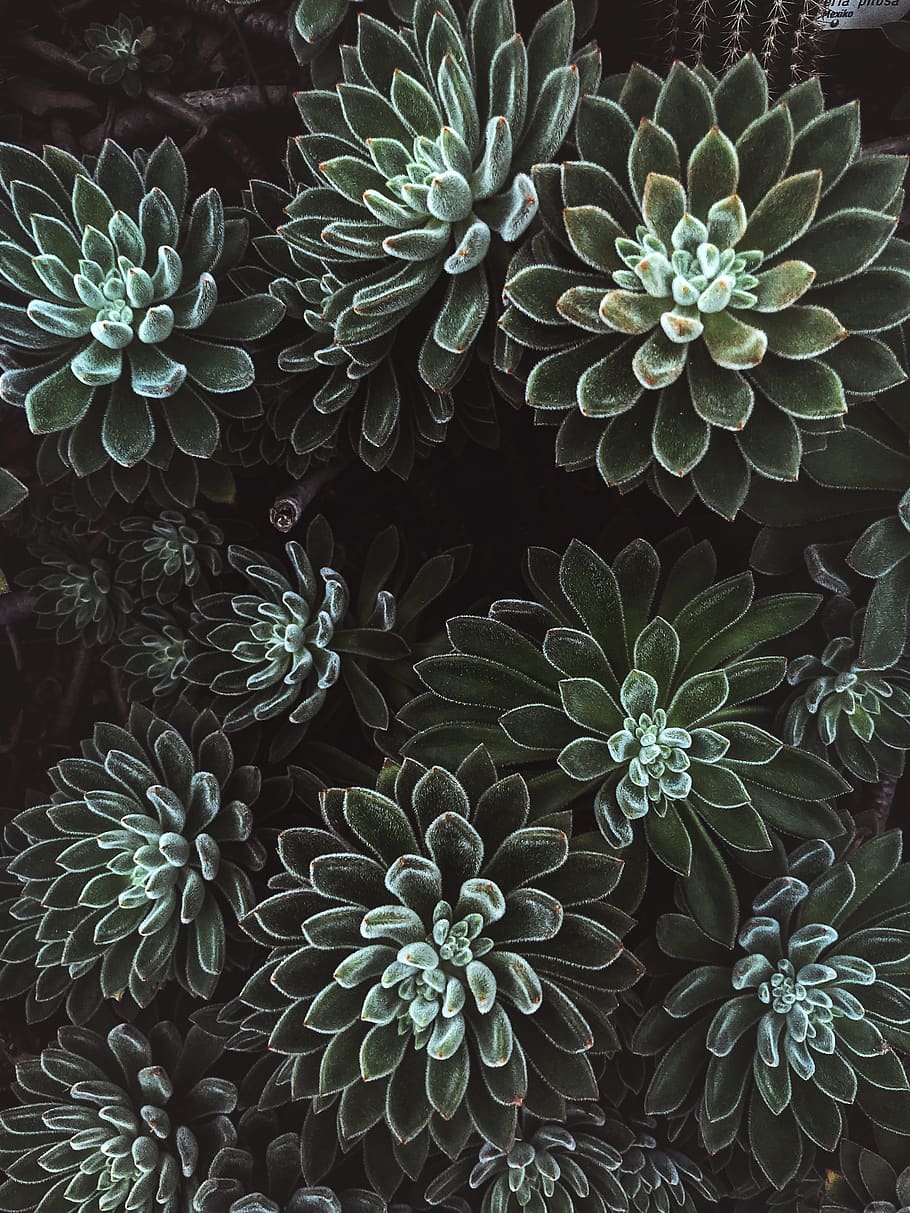 plant, hanover, germany, leaf, fractal, ornament, flora, flower HD wallpaper