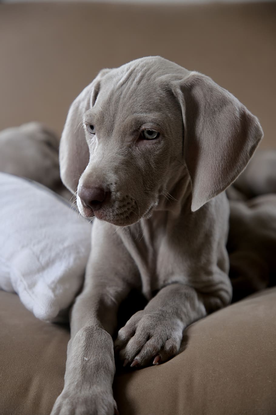 short-coated gray dog, canine, mammal, pets, domestic, domestic animals HD wallpaper