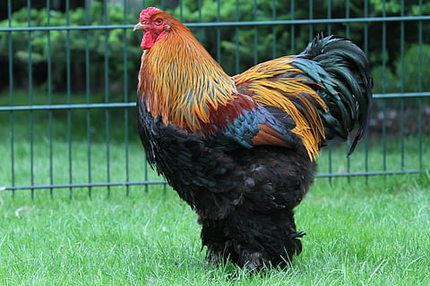 hahn, brahma, feather, gockel, poultry, bill, bird, plumage HD wallpaper