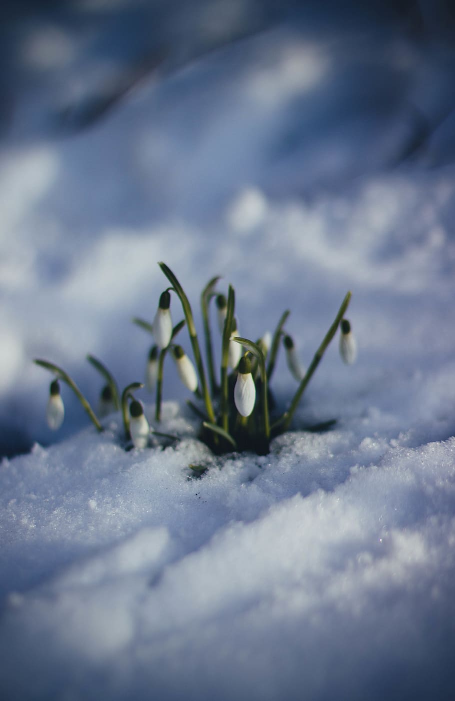 White Petaled Flower on Snow Surface, cold, flowers, grass, ice HD wallpaper