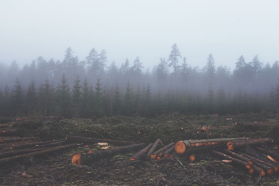 fog, haze, hazy, forest, woods, lumber, bark, tree trunks, trees HD wallpaper