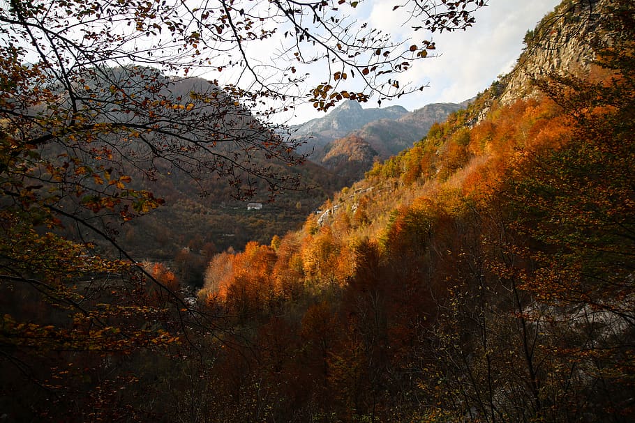 trees on mountain, autumn, beauty in nature, plant, change, scenics - nature HD wallpaper