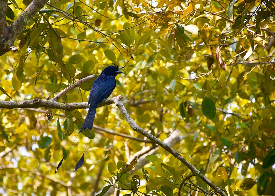 blue bird perching on tree, branch, plant, animal wildlife, animal themes HD wallpaper