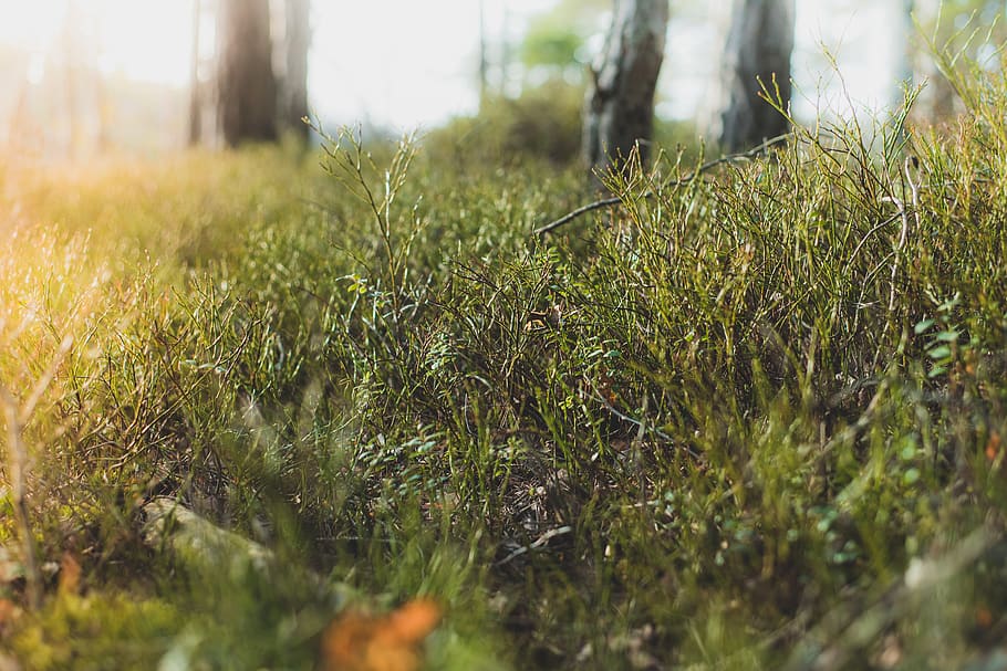 green grass fields during daytime, plant, stockholm, sweden, tree HD wallpaper