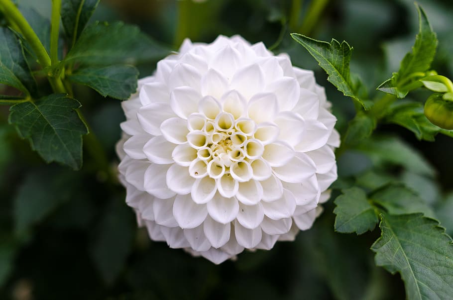 White Dahlia Closeup Photography, background, beautiful, bloom HD wallpaper
