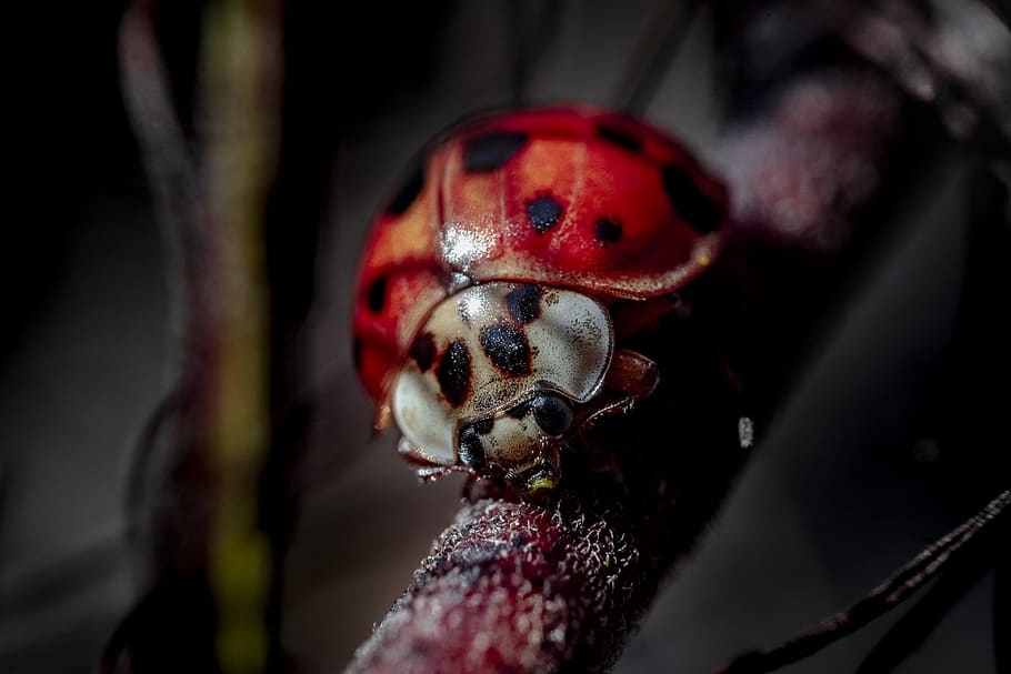 red and black ladybug, close-up, insect, animal themes, invertebrate HD wallpaper
