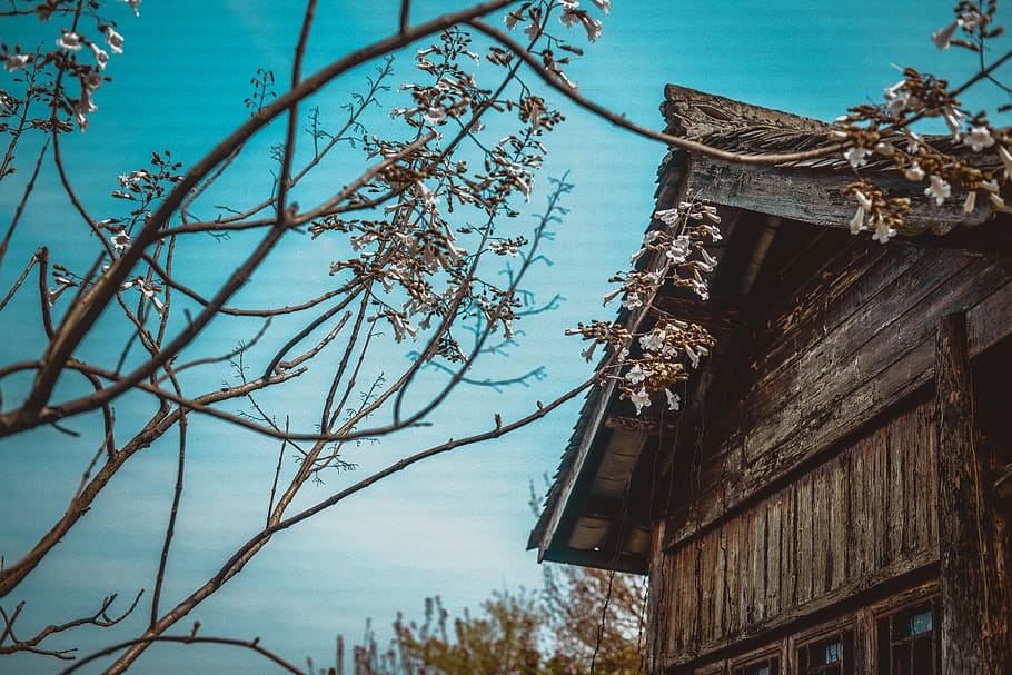 architecture, building exterior, built structure, tree, low angle view HD wallpaper