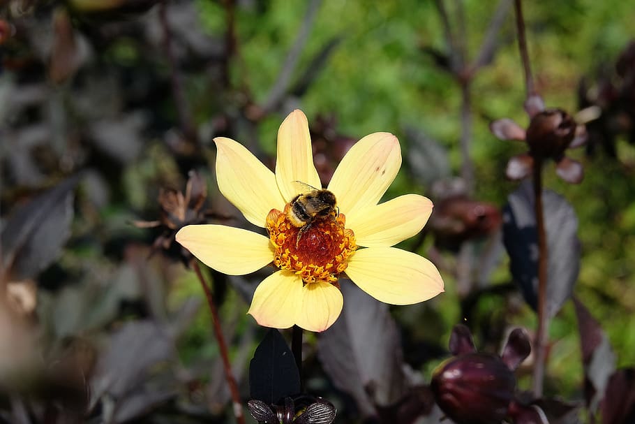 bee, flower, bud, nature, plant, bloom, yellow, animals in the wild HD wallpaper