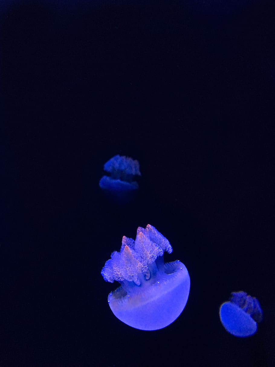 thee blue jellyfish, animal, sea life, invertebrate, corpus christi HD wallpaper