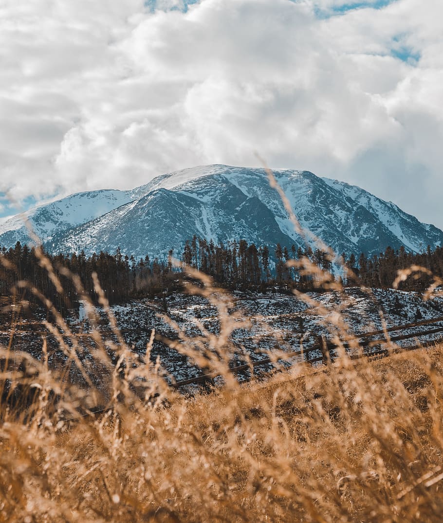 brown-leafed plant, mountain, forest, sky, cloud, grass, field HD wallpaper