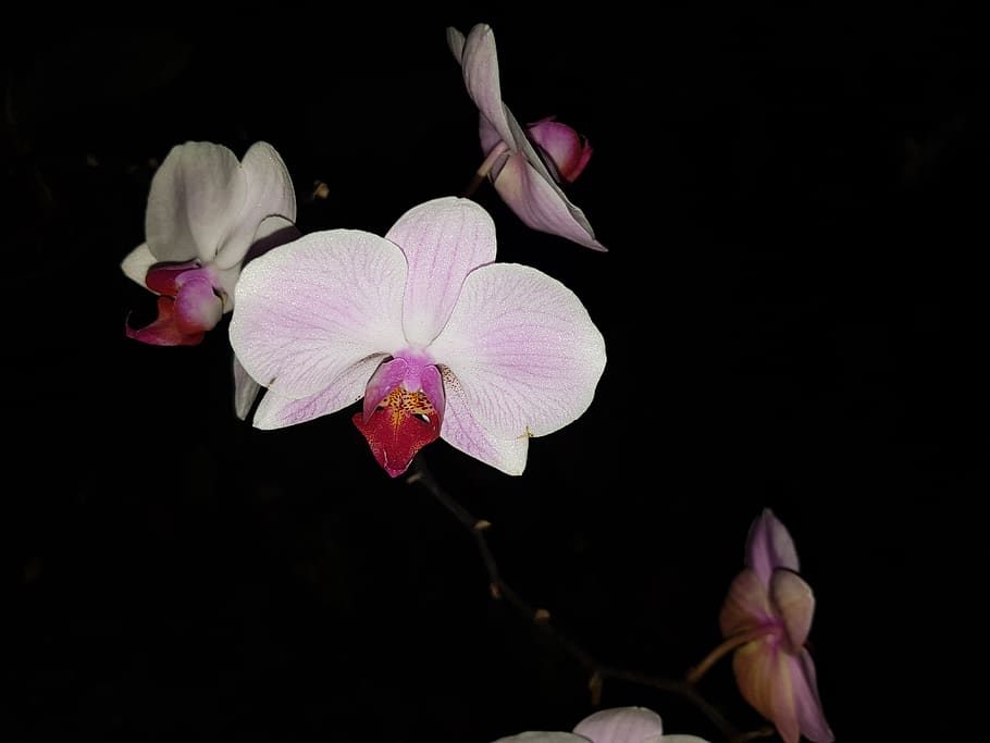 iran, gorgan, flower, flowering plant, fragility, vulnerability HD wallpaper