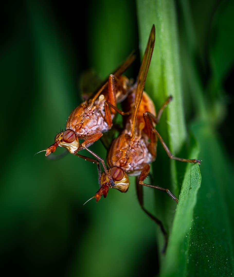 Two Brown Flies, animal, breed, bug, close-up, color, copulation HD wallpaper
