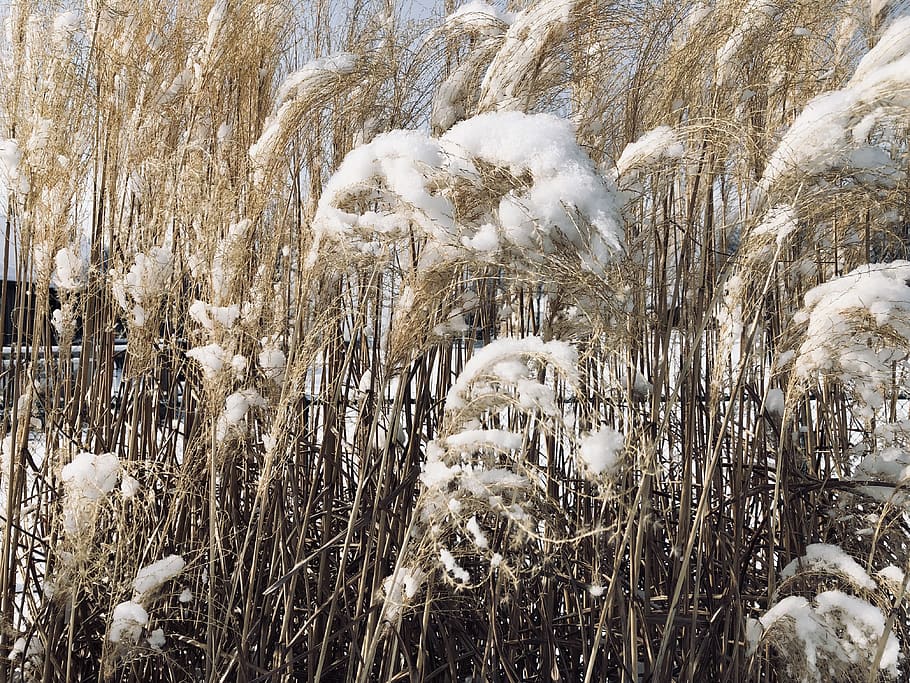 nature, snow, white, winter, wheat, ice, frozen, midwest, cold temperature, HD wallpaper