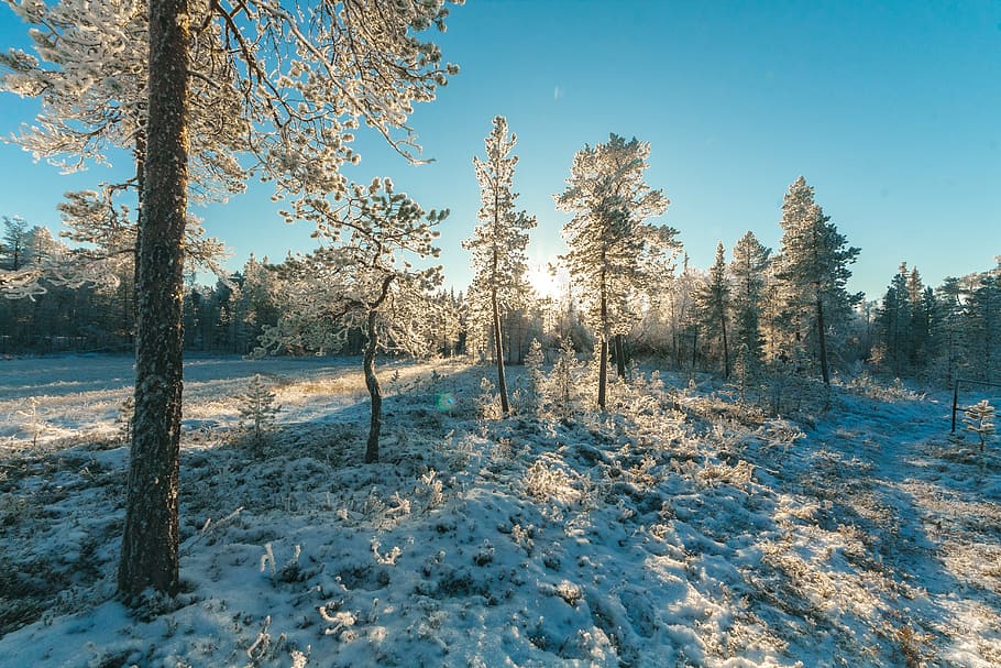 Landscape Photography of Trees Covered With Snow, cold, daytime HD wallpaper