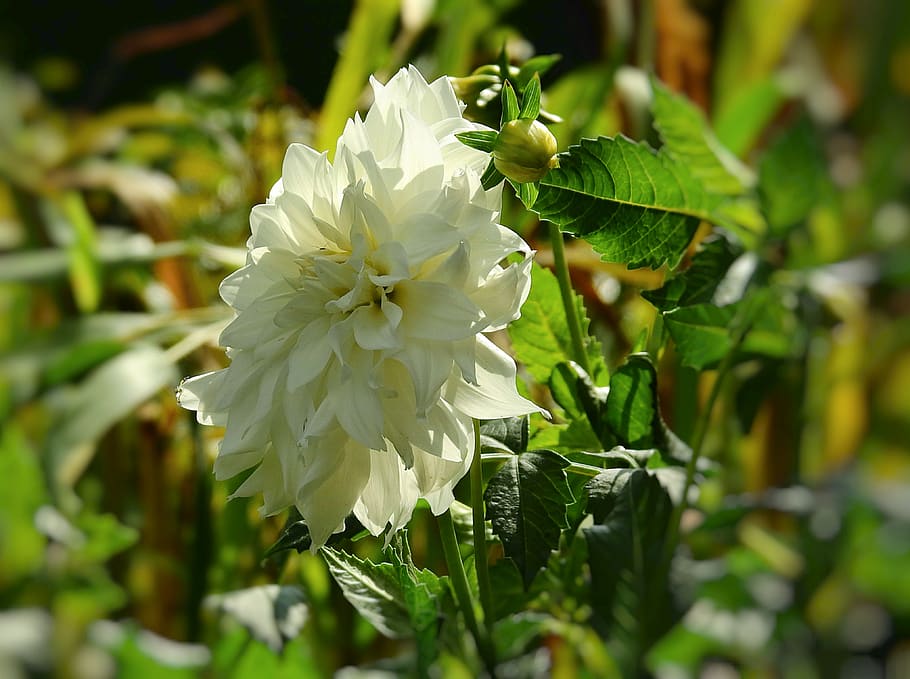 garden, flower, white, summer, plant, flowering plant, fragility HD wallpaper