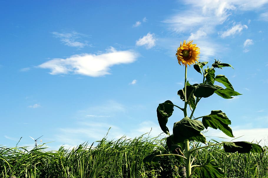 flower, sunflower, grass, wind, windy, yellow petal, blue sky HD wallpaper