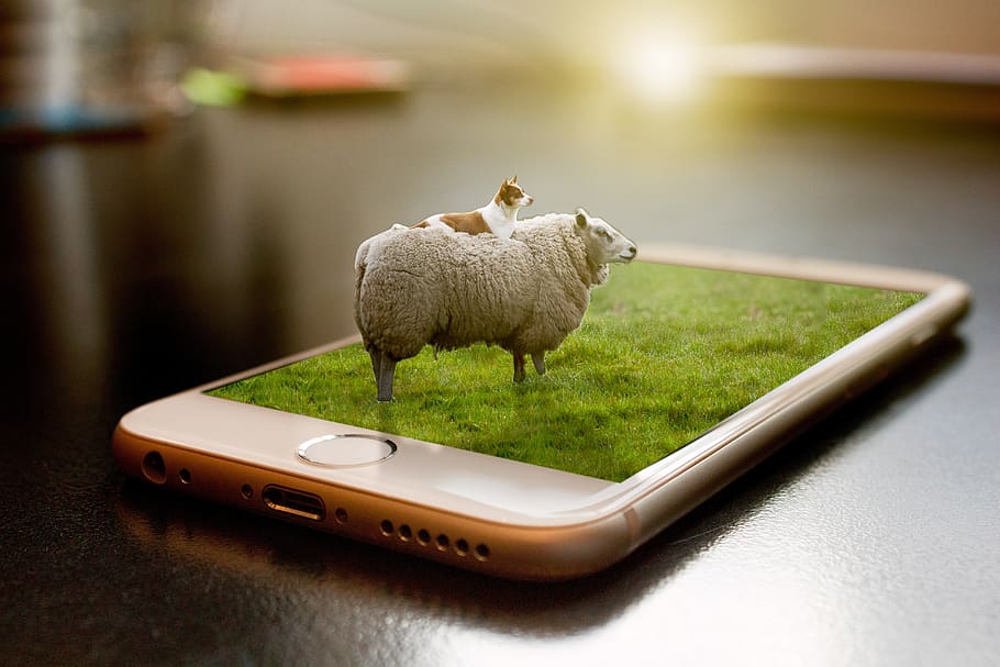 sheep, manipulation, grass, dog, mobile, iphone, animals, animal themes HD wallpaper
