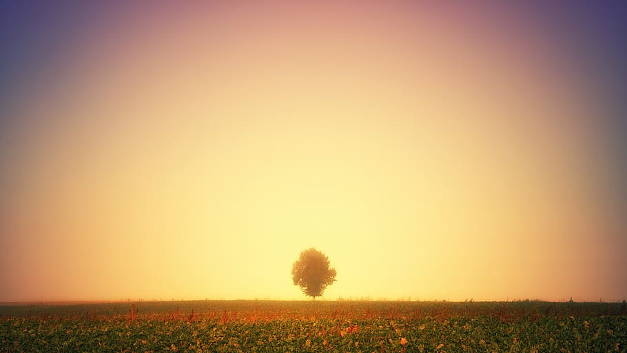 green tree surrounded by grass fields, landscape, plant, tranquility HD wallpaper