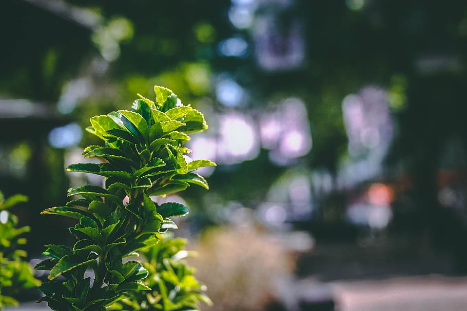 Close-Up Photography of Plant, blur, bokeh, depth of field, environment HD wallpaper