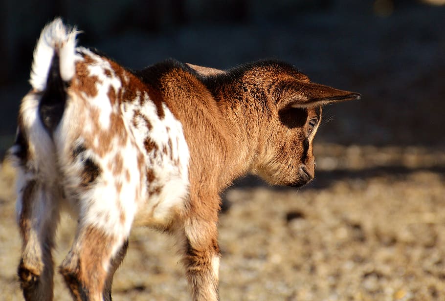 goat, wildpark poing, young animals, playful, romp, cute, small HD wallpaper