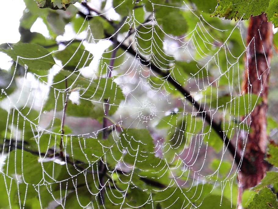 summer, spiderweb, the dew, nature, cobweb, droplets, network HD wallpaper