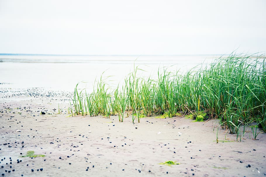 beach, seaweed, low tide, shells, water, land, plant, sand HD wallpaper