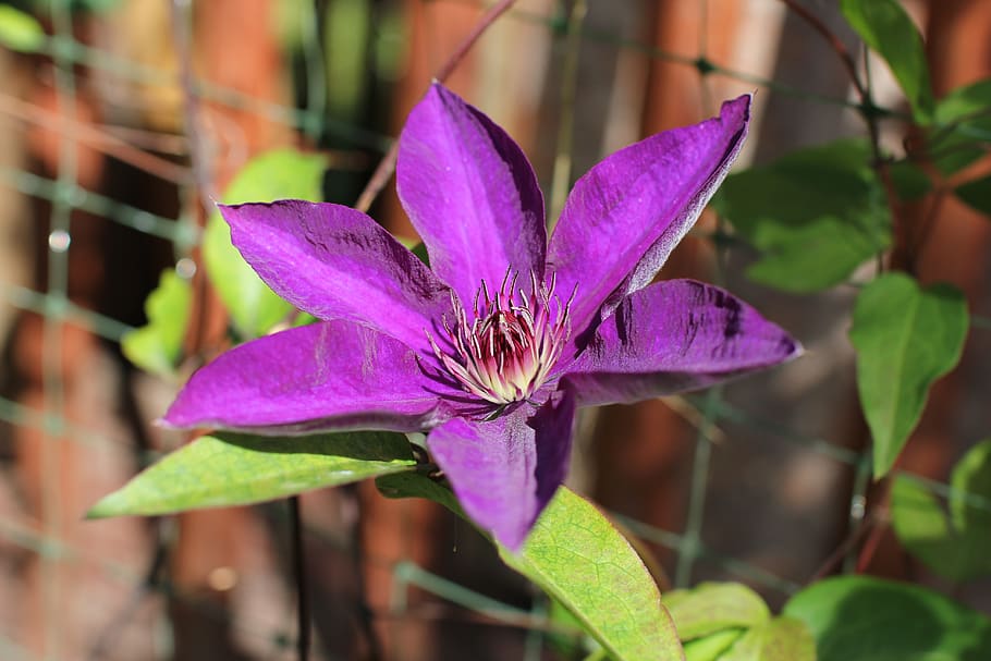 clematis, plant, flowers, closeup, garden, summer, bright, july HD wallpaper