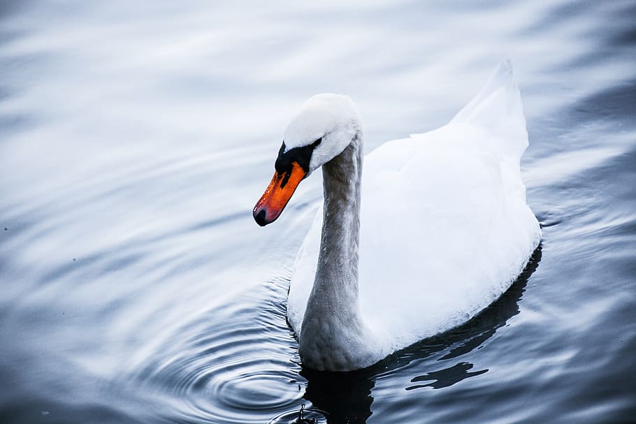 italy, como, animals in the wild, animal wildlife, animal themes HD wallpaper